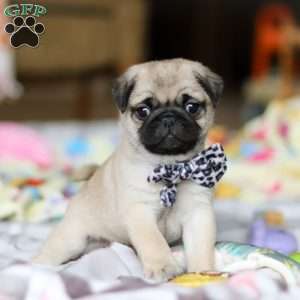 Poppy, Pug Puppy